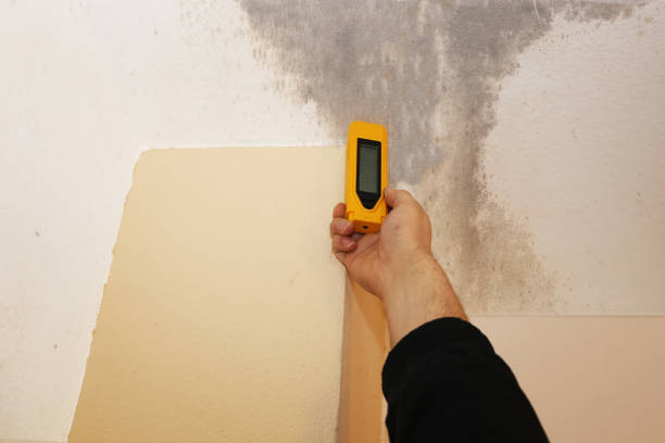 Mold Odor Removal Services in Plentywood, MT