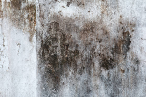  Plentywood, MT Mold Removal Pros