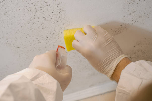 Best Mold Odor Removal Services  in Plentywood, MT