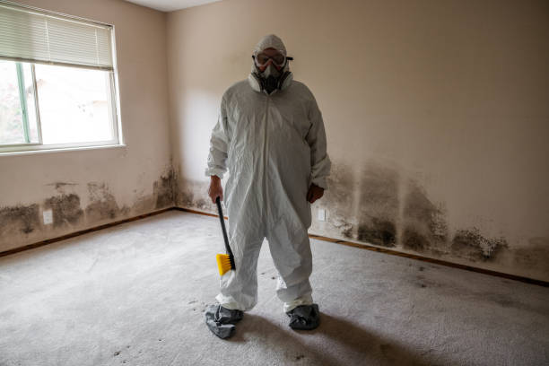 Best Attic Mold Removal  in Plentywood, MT