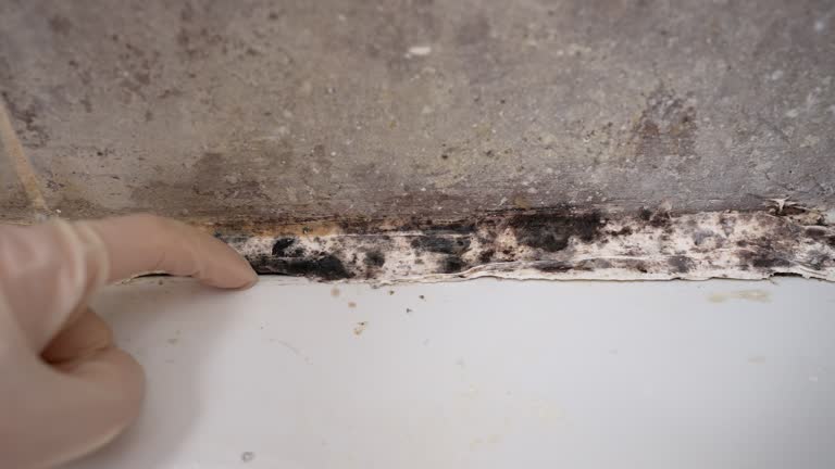 Best Mold Prevention Services  in Plentywood, MT
